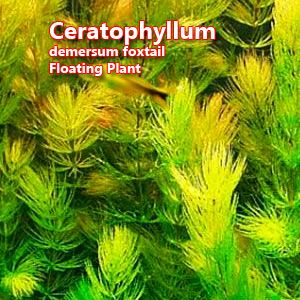 Ceratophyllum demersum foxtail